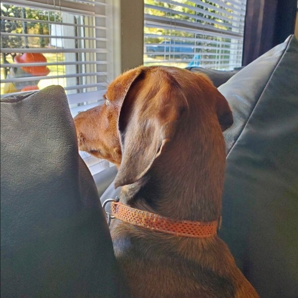 Meet your Posher, Gary - Picture 5 of 6